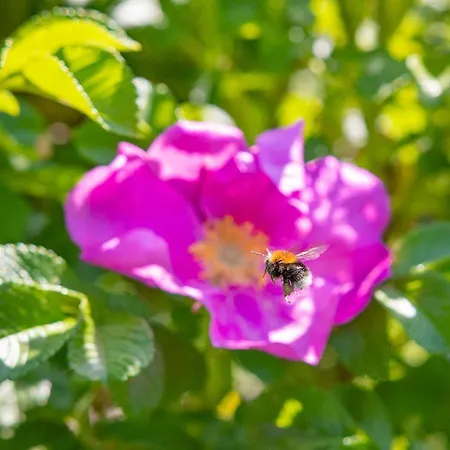 Dzika Roza Ferienhaus