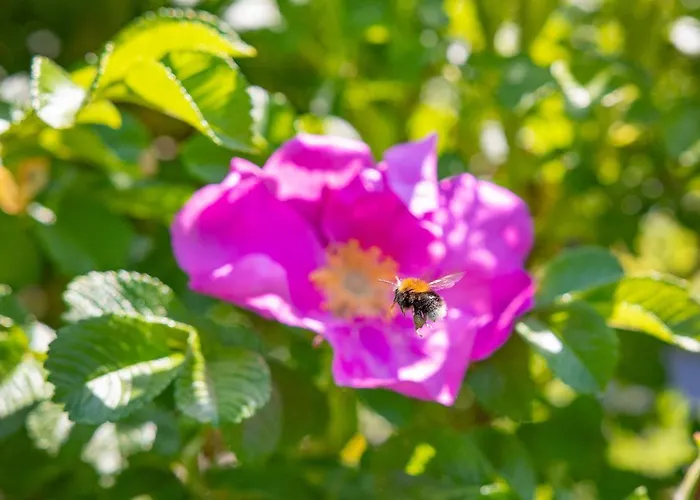 Dzika Roza Σπίτι διακοπών