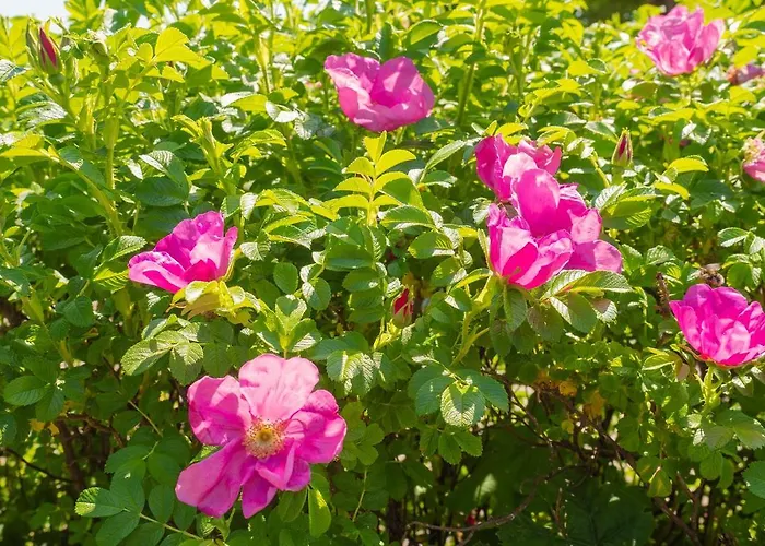 Dzika Róża Darłowo